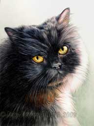 Portrait chat Persan noir Boule dessin par jean-Jacques Onate